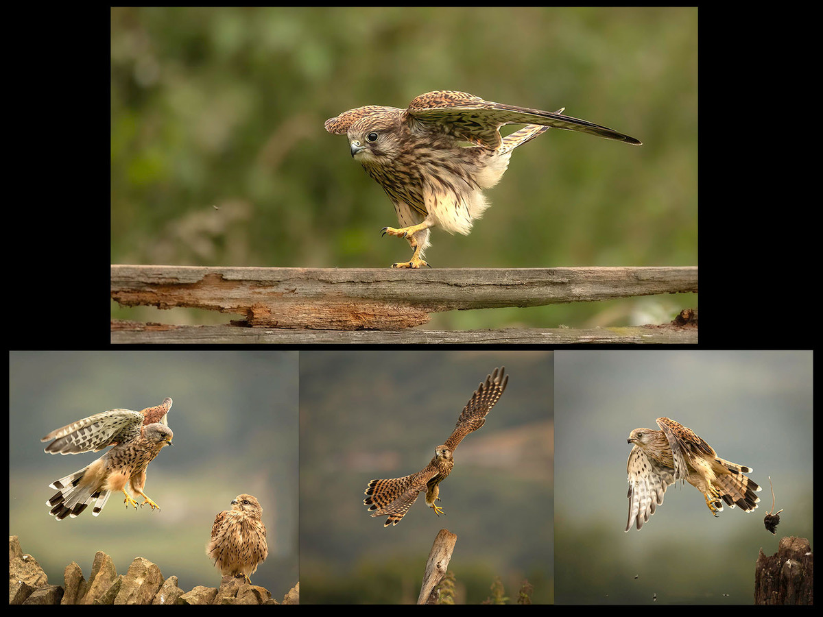 Amazing Kestrels - Janet Taylor - First Place